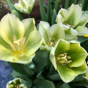 Spring Green Tulip (Tulipa Spring Green) Img 2